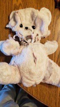 A teddy bear that has been ripped and has stuffing missing